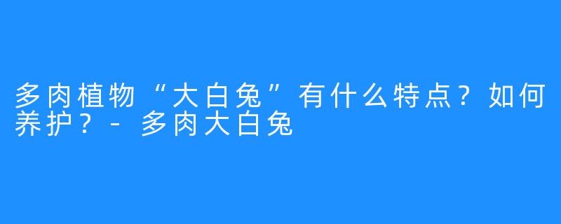 多肉植物“大白兔”有什么特点？如何养护？-多肉大白兔