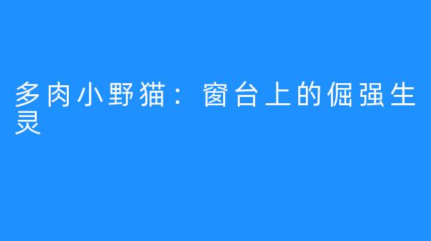 多肉小野猫：窗台上的倔强生灵