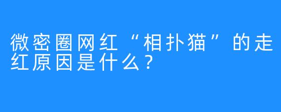 微密圈网红“相扑猫”的走红原因是什么？