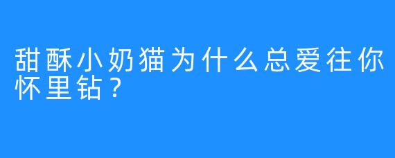 甜酥小奶猫为什么总爱往你怀里钻？