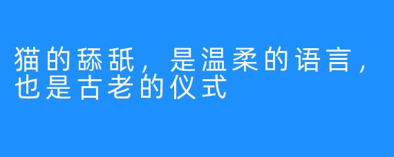 猫的舔舐，是温柔的语言，也是古老的仪式
